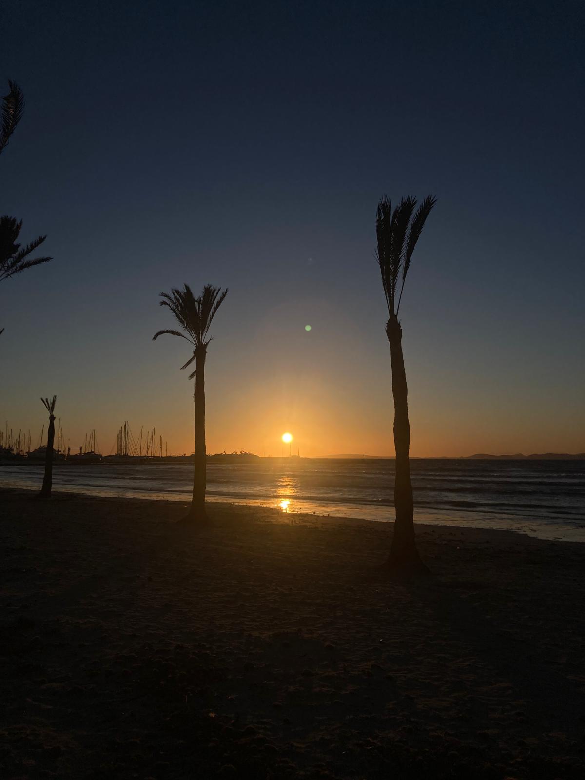 sonnenuntergang am meer mit palmen